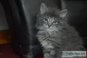 Healthy maine coon kitten for sale