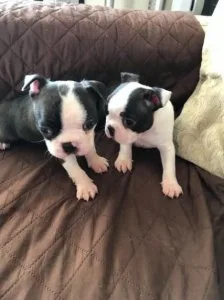 Beautiful Healthy Boston Terrier babies Available.