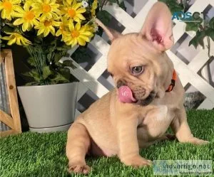 Beautiful Frenchie puppies
