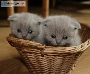 CUTE SCOTTISH FOLD KITTENS