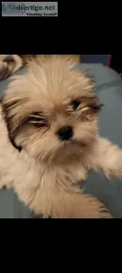 Shihtzu puppies