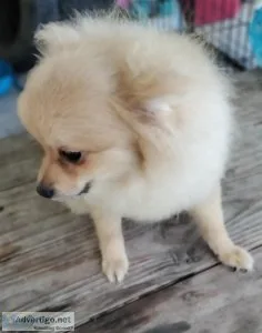 Handsome CKC Male Pomeranian Puppy