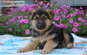 Our German shepherd puppies