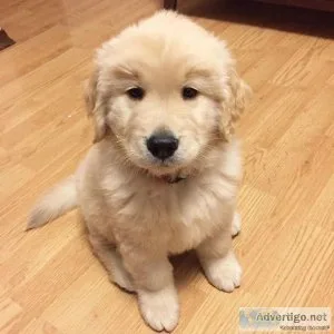 Golden Retriever-Elsa
