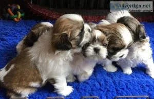 Shih-tzu puppy