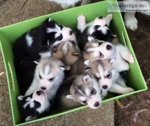 Beautiful blue eyes shiberian husky puppies for sale