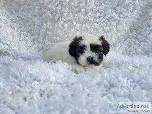 Malshih Puppies