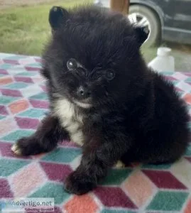 Stunning AKC Male Pomeranian Puppy