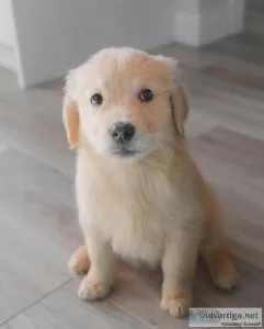 Cute Little  Golden Retriever