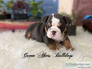 English Bulldog F 2 AKC Blue Tri CLEAR Triple color