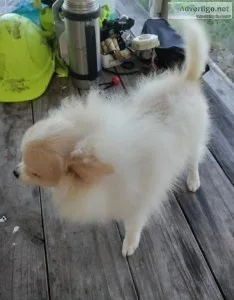 CKC Male Pomeranian Puppy