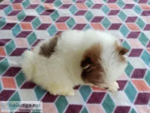 Stunning AKC Female Pomeranian Puppy