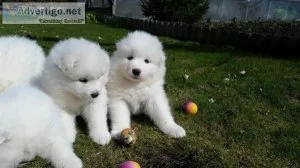 Charming Samoyed Pups