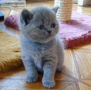 Active  Shorthair Kittens