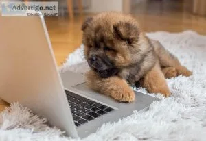 Ckc Registered Chow chow puppies