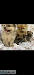Beautiful Pomeranian puppies for sale