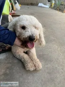 mini white poodle male a year old