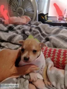 Ckc registered chihuahua