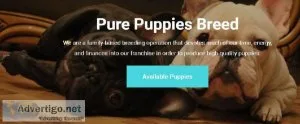 Pure Puppies Breed