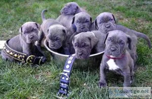 Neopolitan Mastiff puppies
