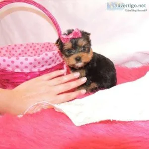 Cute Yorkie puppies