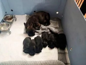 CKC Frenchton Puppues
