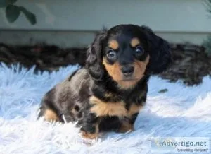 Miniature Dachshund puppy