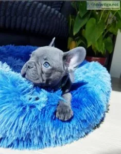 Beautiful French Bulldog Puppies Available