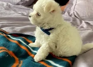 Maltese puppies looking for a new home TEXT (218) 307-0216