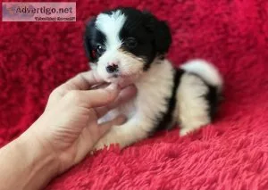 Pomeranian shih tzu puppies