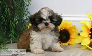 well-socialized Shih Tzu puppies