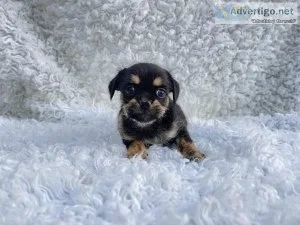 Chorkie Puppies