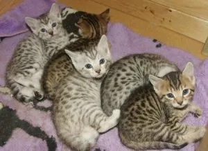 Obedient Bengal Kittens