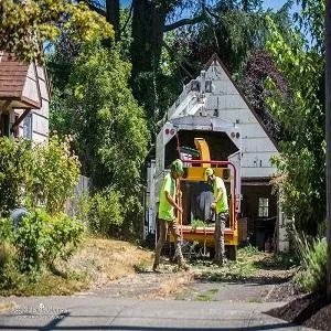 Three Decades Of Expert Tree Service In Mcminnville Oregon