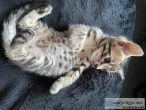 KINDLY_ TICA REGISTERED BENGAL KITTENS FOR ADOPTION NOW