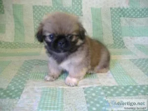 Pekingese pure bred