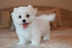 Nice and Healthy Maltese Puppies Available