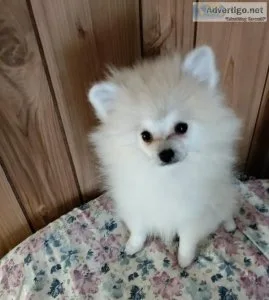 Beautiful CKC Female Pomeranian Puppy