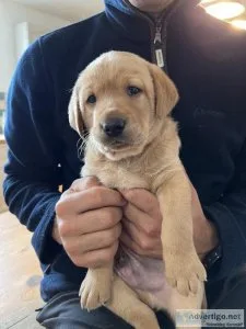 Superior litter of Labrador Retriever Puppies
