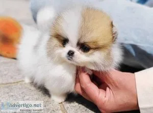 Lovely Pomeranian Puppies for Sale TEXT (218) 307-0216