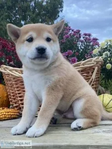 an energetic Shiba Inu puppy
