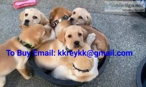 Cheap Labrador and golden retriever puppies for adoption and reh