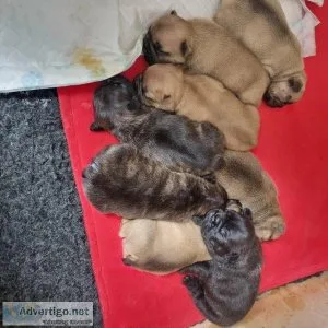 adorable Blue and Fawn French Bulldog puppies