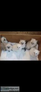 Beautiful dollface persian kittens