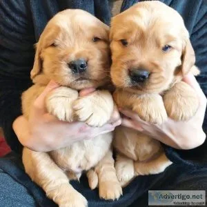 Golden Retriever Puppy