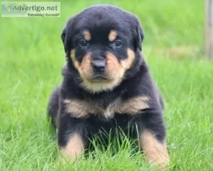 006 ROTTWEILER PUPPIES FOR YOU NOW