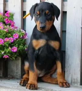 Callie Doberman Pinscher PuppIES