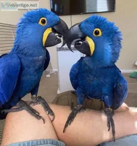 Buy Talking parrots and fertile hatching parrot eggs with incuba