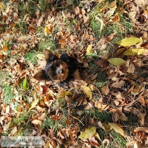 Delightful Yorkshire Terriers Available