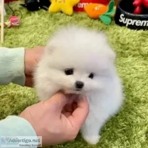 Charming Teacup Pomeranian Puppies Text via